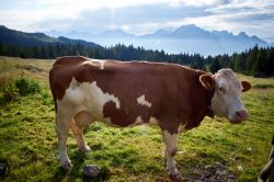 Un pascolo tra le montagne di Gosaldo in Veneto