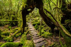 Un passaggio in legno sotto un gigantesco albero di cedro, Yakushima, Giappone.

