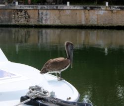 Un pellicano in relax su uno yacht a Puerto Aventuras, Riviera Maya, Mexico.


