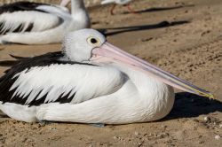 Un pellicano sulla spiaggia di Hervey Bay, Australia. Nei pressi di Hervey Bay, i graziosi villaggi di pescatori di Burrum Heads e Toogoom offrono chilometri di spiagge incontaminate. Proprio ...