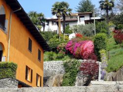 Un pendio con piante e fiori a Mergozzo, Piemonte.

