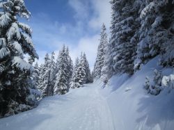 Un percorso innevato fra i pini a Verbier, Svizzera.



