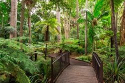 Un percorso lungo Fern Gully nei Giardini Botanici Reali di Melbourne, Australia.
