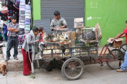 Un peruviano vende pollame da un carretto su bicicletta a Cajamarca, Perù - © Janmarie37 / Shutterstock.com

