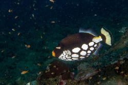 Un pesce balestra clown nelle acque dell'atollo di Shaviyani alle Maldive