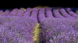 Un pittoresco campo di lavanda fiorita a Sale San Giovanni, Italia. Questo piccolo borgo della Bassa Langa è considerato la "Provenza" del Piemonte.
