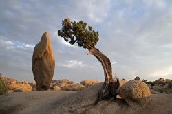 Un pittoresco pino bonsai al Joshua Tree National Park, sud est della California (USA) - © Robert Miramontes / Shutterstock.com