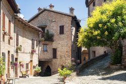 Un pittoresco scorcio del borgo medievale di Sarnano, in provincia di Macerata. Sulla destra, una mimosa fiorita.
