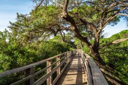 Un ponte in legno nel mezzo dello stagno di Platamona, Sardegna.

