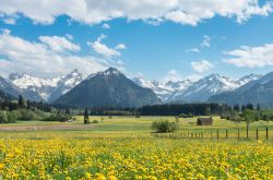 Un prato di fiori gialli nelle campagne di Oberstdorf, Algovia (Germania). Sullo sfondo, le montagne ricoperte di neve.

