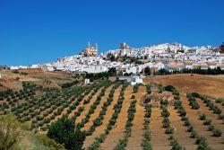 Lungo la ruta de los pueblos blancos: gli oliveti sormontati dal borgo di Olvera in Andalusia - © Arena Photo UK / Shutterstock.com