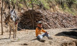 Un ragazzino si prende cura di un asino che trasporta fasci di canna da zucchero vicino alla città di Piura, Perù. Siamo nella regione di Jijili nel nord del paese - © haak78 ...