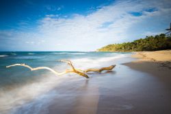 Un ramo secco sulla spiaggia tropicale di Puerto Plata, Repubblica Dominicana.

