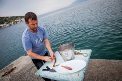 Un ristoratore prepara il pesce per il pranzo a Trikeri, penisola greca di Pilion (Tessaglia) - © Marcel Bakker / Shutterstock.com