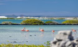 Un romantico cuore formato da due fenicotteri rosa nelle saline di Bonaire, Antille olandesi. Questa distese di sale cambiano colore davanti ai propri occhi, passando dal fuscia al rosa, in ...