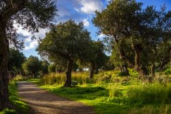 Un sentiero a Capo di Milazzo fra alberi di ulivo, riserva Piscina di Venere, Sicilia.

