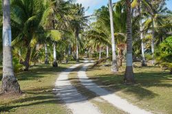 Un sentiero attraverso una piantagione di alberi di cocco a Tikehau, arcipelago delle Tuamotu, Oceano Pacifico.

