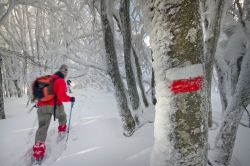 Un sentiero del CAI nelle foreste di Campigna in inverno