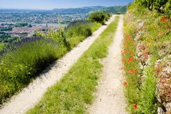 Un sentiero sulle colline di Tain-l'Hermitage nella regione di Drome, ai margini dell'Ardeche (Francia).
