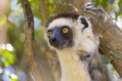 Un sifaxa di Verreaux nella foresta di Zombitse-Vohibasia, Madagascar. Questo lemure di taglia media ha una folta pelliccia di colorazione bainca con strisce scure sui fianchi, la sommità ...