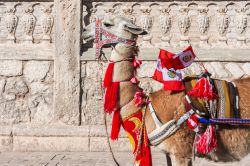 Un simpatico lama con bandiere peruviane sulle Ande a Arequipa, Perù.



