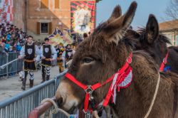 Un somaro pronto alla gara del Palio di Torrita di Siena in Toscana - © Stefano Mazzola / Shutterstock.com