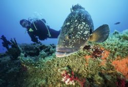 Un sub nel Parco Marino di Lavezzi, Corsica. L'intero arcipelago di Lavezzi fa parte di questa riserva protetta di interesse mediterraneo.
