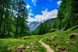 Un suggestivo panorama estivo dei boschi di Evolène nei pressi di Arolla, Svizzera.
