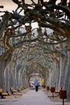 Un suggestivo viale alberato nel centro di Daroca, Spagna, in inverno - © robertonencini / Shutterstock.com