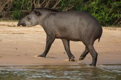 Un tapiro passeggia sulla spiaggia del fiume Cuiaba, Pantanal, Brasile.



