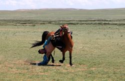 Un tipico divertimento mongolo nelle steppe vicino a Hohhot, Cina. Un giovane uomo intento a cavalcare un cavallo cerca di raccogliere una banconota da terra - © Katoosha / Shutterstock.com ...