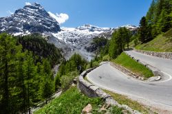 Un tornante del Passo dello Stelvio in estate, nord Italia. A fare da cornice, la fitta foresta e la neve sulla cima delle montagne.

