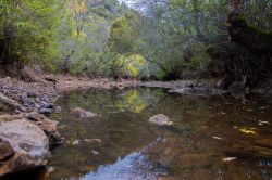 Un torrente immerso nei boschi della regione di Benemola vicino a Loulé, Portogallo.

