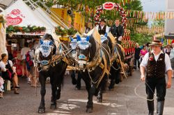 Un tradizionale carro della birra trainato da cavalli a Villach, Austria. Siamo al Villacher Kirchtag, il più grande e importante festival folk d'Austria - © Ralf Siemieniec ...