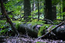 Un tronco d'albero con muschio alla Bittermark Forest di Dortmund, Germania.
