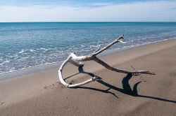 Un tronco in spiaggia in inverno a Marina di Alberese in Maremma, Toscana