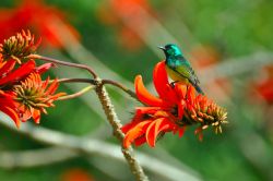 Un uccello su di un fiore rosso nelle campagne del Kwazulu Natal, South Africa