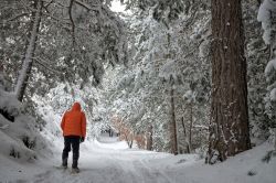 Un uomo cammina in una foresta di pini innevata nell'Etna, Adrano, Sicilia.



