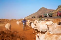 Un uomo in bici a Marsabit fra una mandria di mucche, Kenya: siamo sulla strada trafficata dai camion in direzione di Moyale - © Marek Poplawski / Shutterstock.com