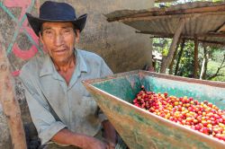 Un uomo peruviano controlla una macchina per la lavorazione delle ciliegie del caffè nei pressi di Piura, Perù.  Il frutto del caffè à la drupa, molto simile ...