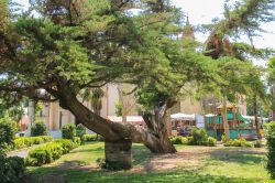 Un vecchio albero in una piazza di Vada in Toscana ...