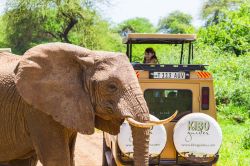 Un veicolo 4x4 al parco nazionale del lago Manyara, Tanzania, vicino ad un elefante. L'area si trova nella regione di Arusha e in quella di Manyara © Marius Dobilas / Shutterstock.com ...