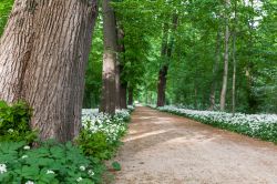 Un viale alberato del parco Bruehl a Quedlinburg, Germania. Questo giardino di 15 ettari si estende a sud della collina del castello cittadino.
