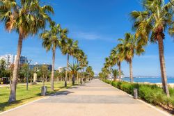 Un viale alberato nella città di Limassol, isola di Cipro. Alberi e giardini impreziosiscono il lungomare dell'isola situata nel Mediterraneo orientale.



