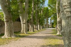 Un viale alberato nella cittadina francese di Beaune, Borgogna.
