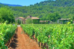 Grappoli di uva in un vigneto nei pressi di Ménerbes, Provenza, Francia.


