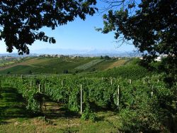 Un vigneto nelle campagne di Corropoli sulla strada del vino di Controguerra