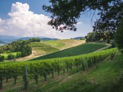 Un vigneto tra le dolci colline dell'Oltrepò Pavese, sud della Lombardia