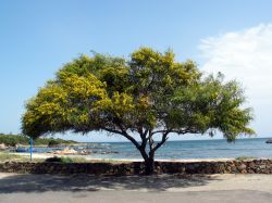Un albero di Acacia in riva al mare di San Teodoro, Sardegna - la presenza di questa splendida Acacia in riva al mare di San Teodoro testimonia la ricchezza naturalistica di questo territorio ...