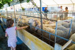 Una bambina porge del fieno a una pecora in un allevamento di Murazzano, Piemonte - © Emena / Shutterstock.com